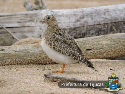 Foto: Julio Castellain